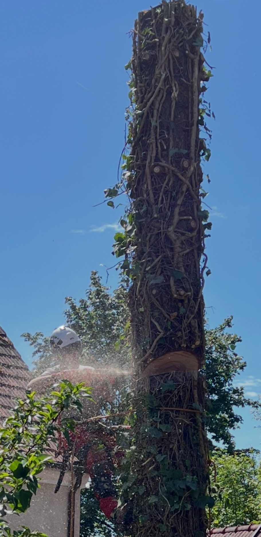 Baumabtragung Bezirk Melk